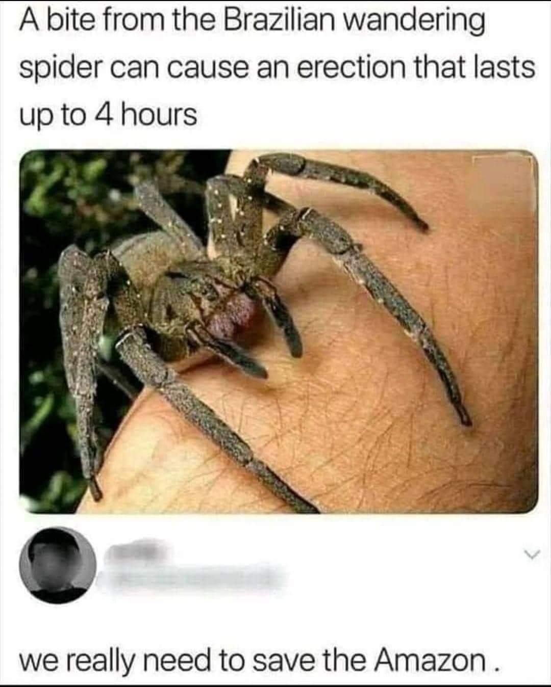 A bite from the Brazilian wandering spider can cause an erection that lasts up to 4 hours we really need to save the Amazon.